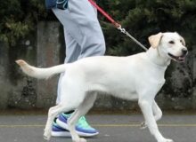 سگ گردانی، عامل آزار و اذیت شهروندان