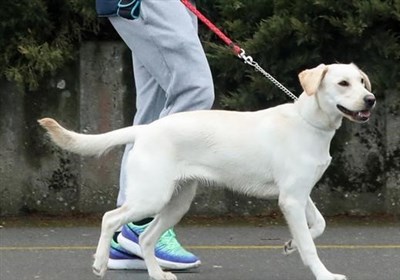 سگ گردانی، عامل آزار و اذیت شهروندان