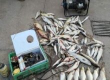 دستگیری چند گروه صیاد متخلف در رودخانه سرشیو سقز