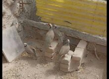 سوداگر کبک درفضای مجازی در قروه شناسایی شد