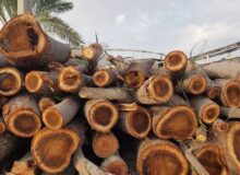 کشف سه تن چوب قاچاق از متخلف سابقه دار در سقز