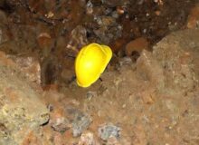 درگیری منجر به فوت در حادثه معدن طلای سقز