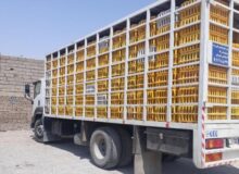 محکومیت ۲۱ میلیارد ریالی قاچاقچی مرغ در کردستان