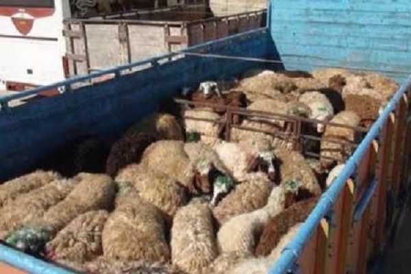 محکومیت ۲۱ میلیارد ریالی قاچاقچی دام در سنندج